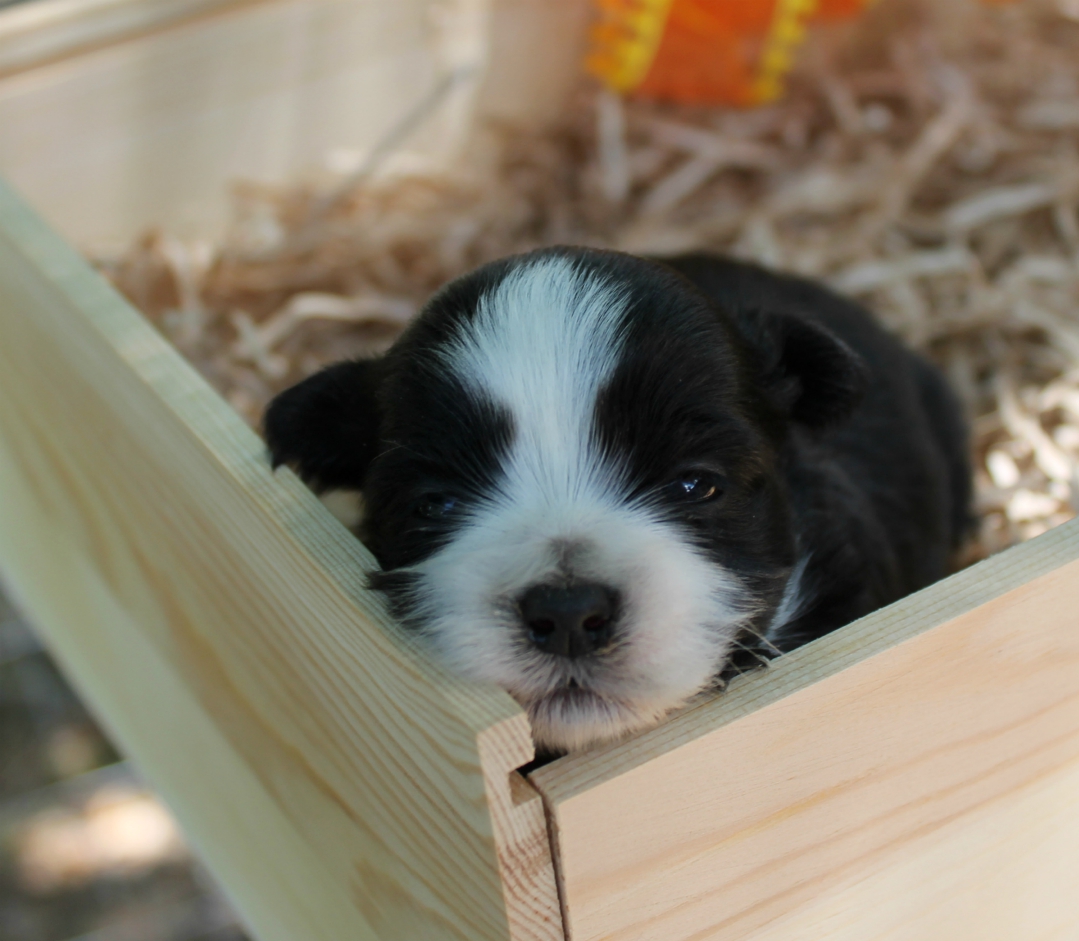 feist puppies for sale in alabama