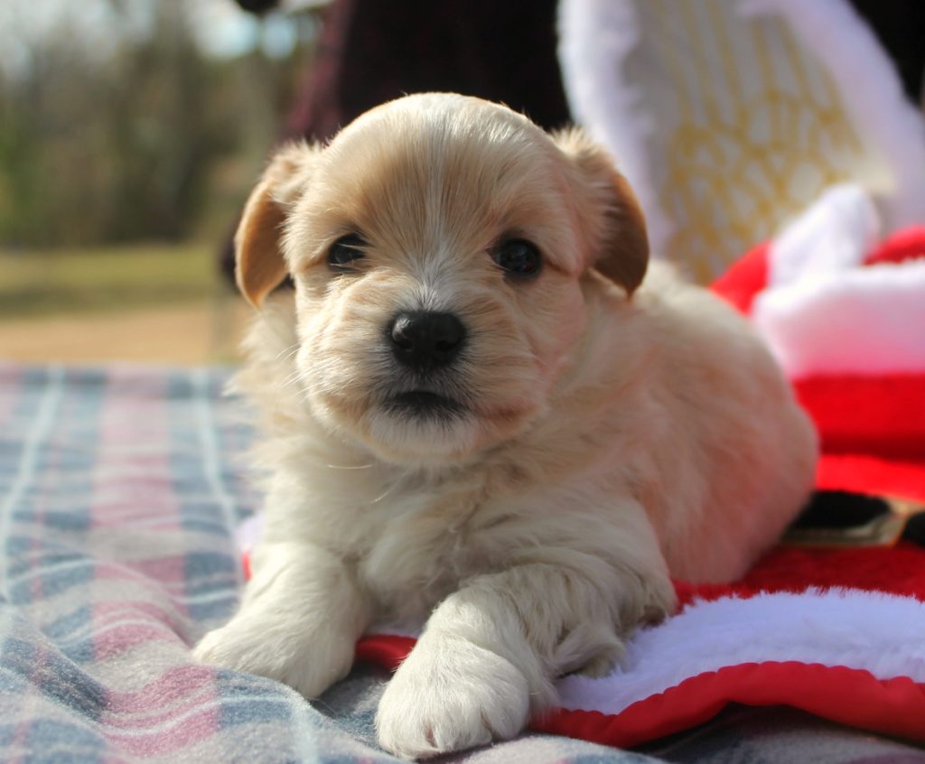 Puppies for sale Alabama Havanese