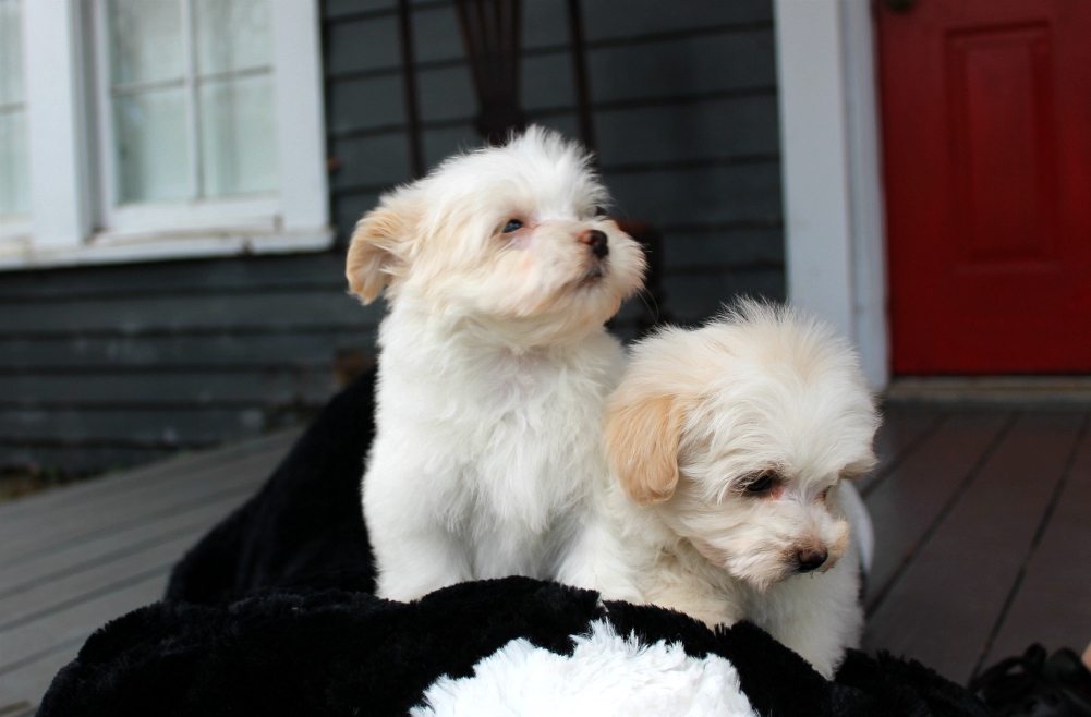 Cotton and Chai – Alabama Havanese Kennel