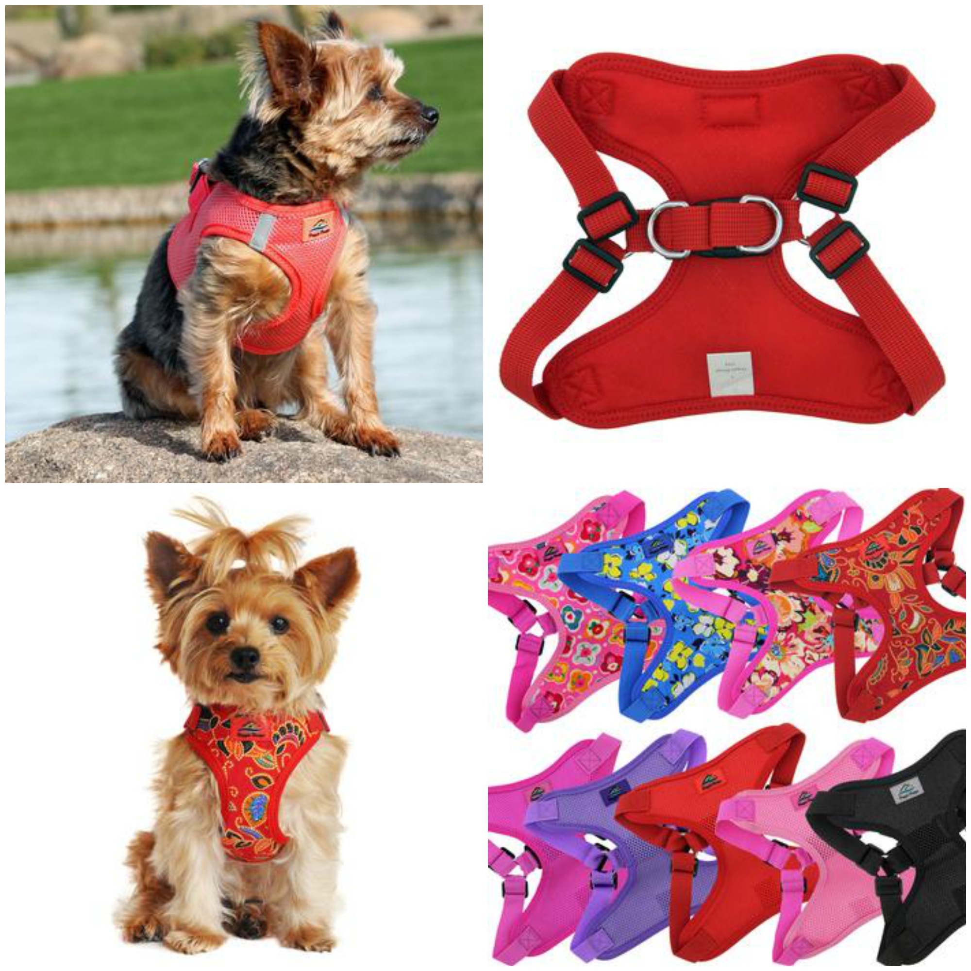 Harnesses Hawai and solid red – Alabama Havanese Kennel